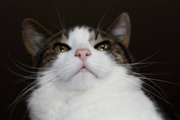 Micio 