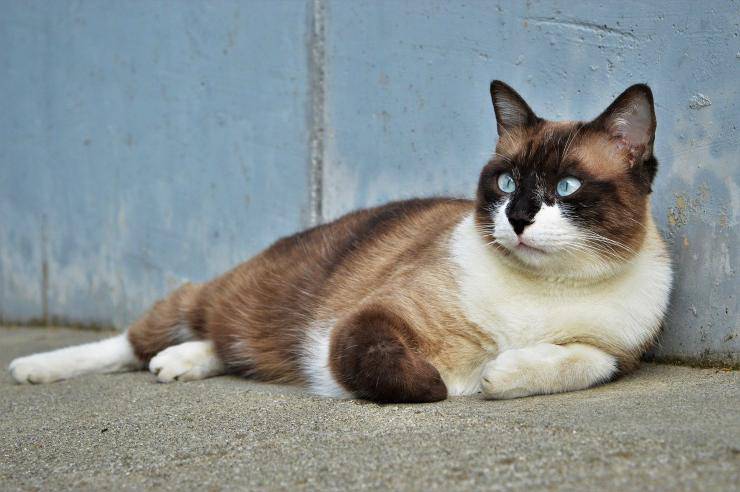 I colori del pelo del gatto