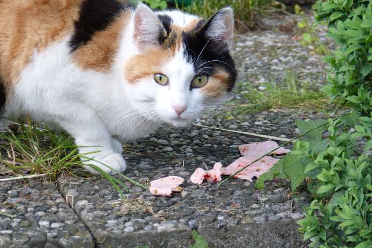 Il gatto può mangiare la mortadella