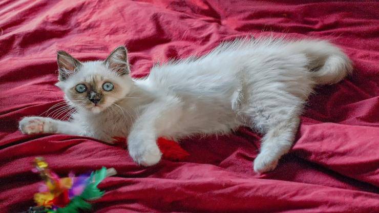 fontanella per gatto