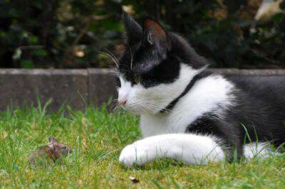 Il gatto e la preda