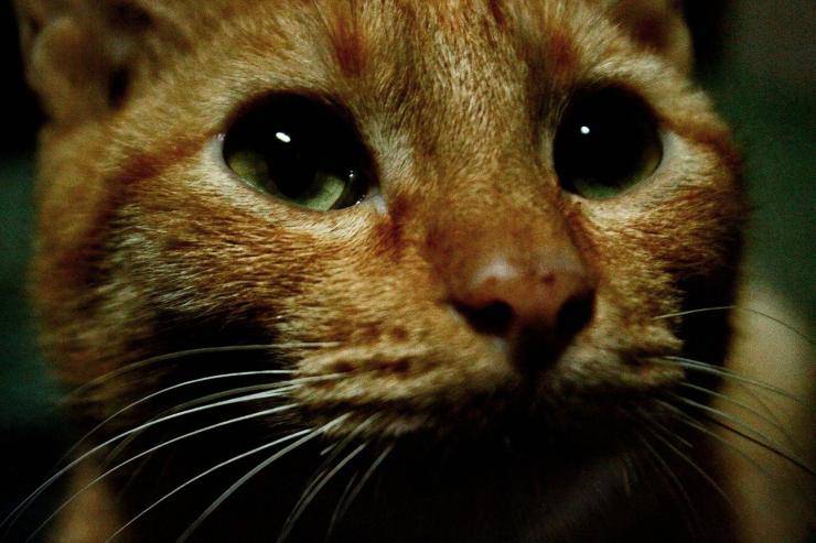 Gattino