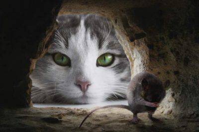 Il gatto ama cacciare topi Il gatto ama cacciare topi