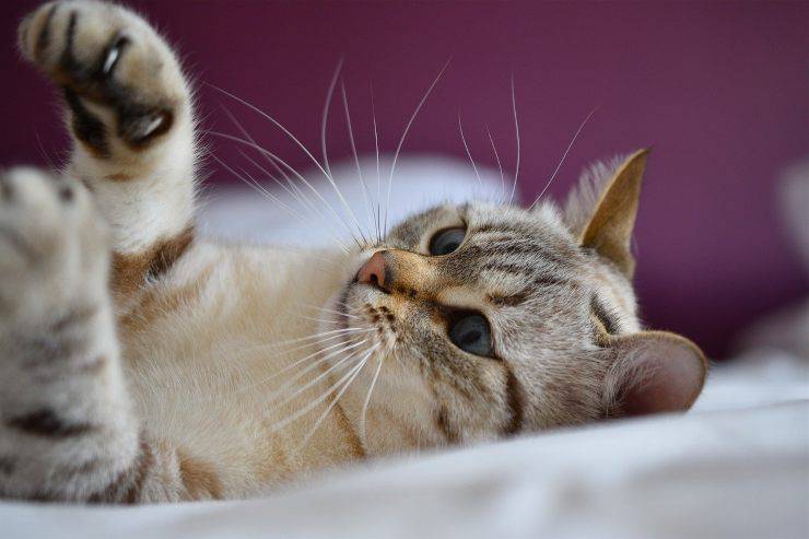 Gatto che gioca col laser