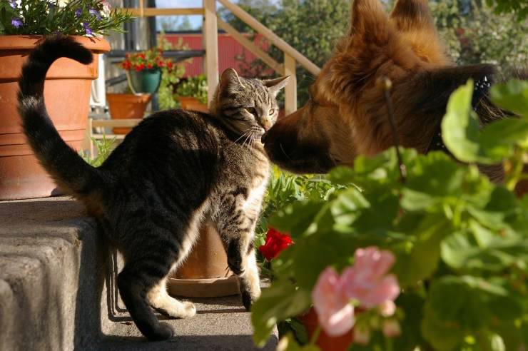 cane e gatto Cane e gatto