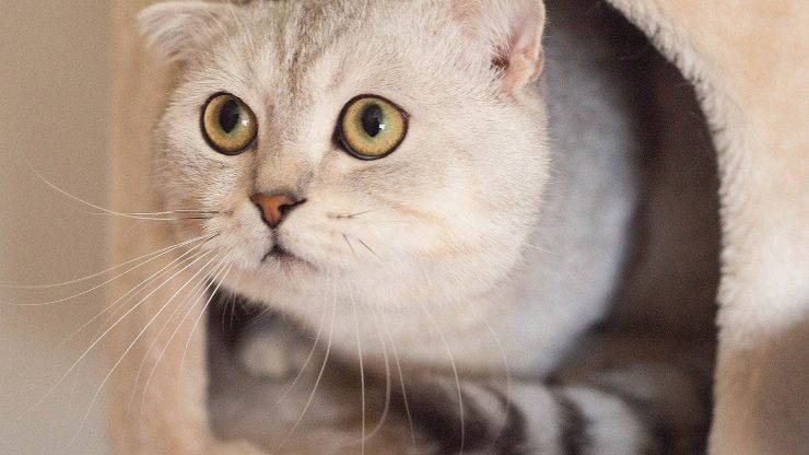 Gatto che gioca