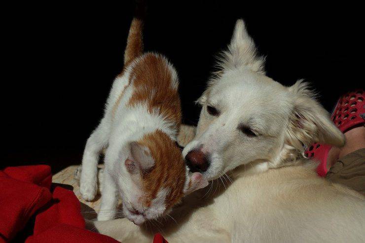 Il cane e il gatto