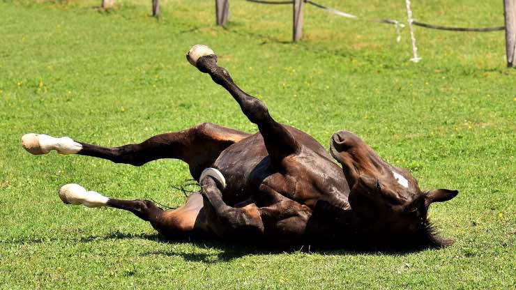 Cavallo che si rotola Cavallo che si rotola