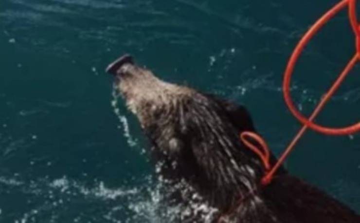 cinghiale inseguito cacciatori buttato mare