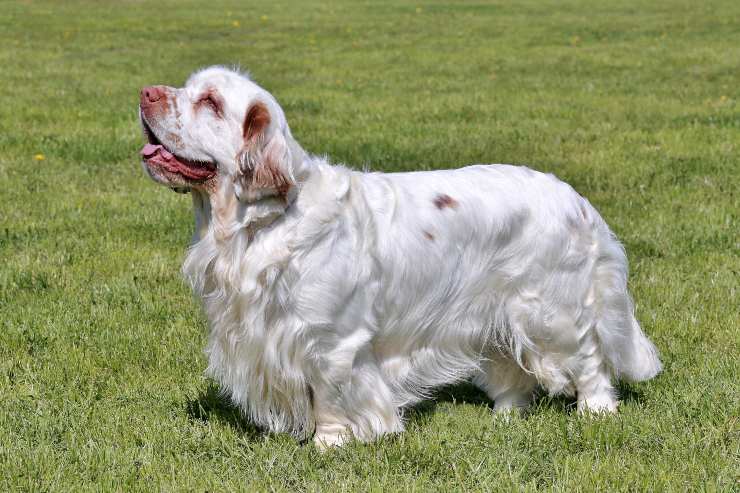 clumber spaniel