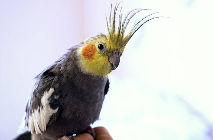 Uccelli più adatti ai bambini: Cockatiel Uccelli più adatti ai bambini