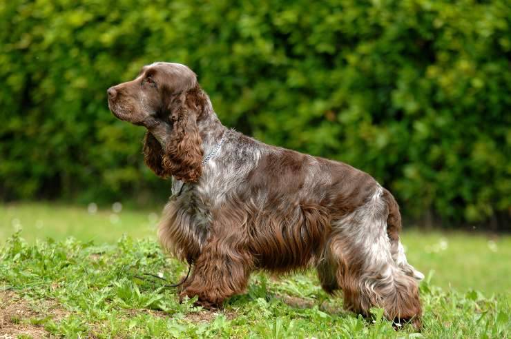 cocker spaniel inglese