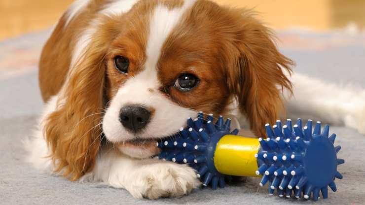colore preferito cani 