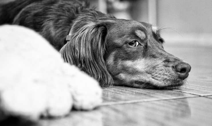 come trattare la labirintite nel cane