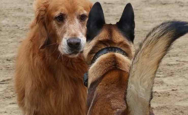comunicazione tra cani