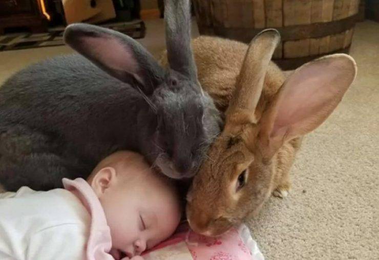 coniglietti pet therapy giocano neonata