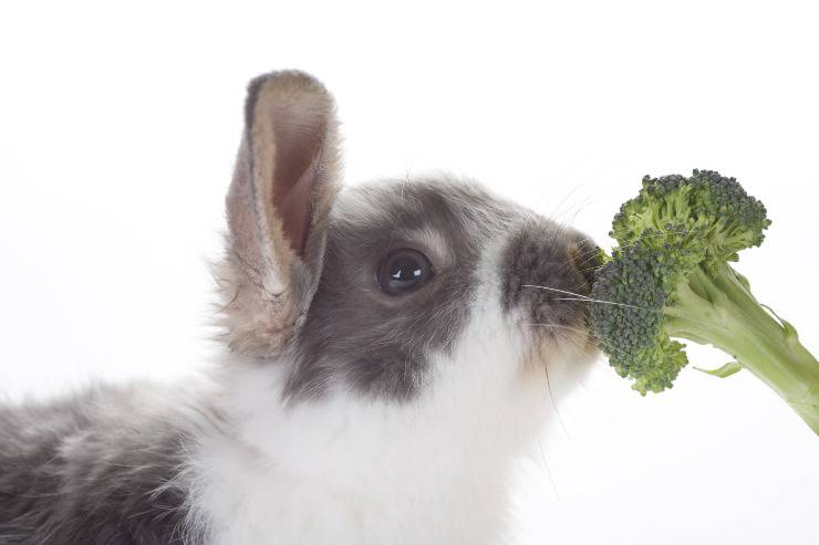 coniglio mangia broccoli