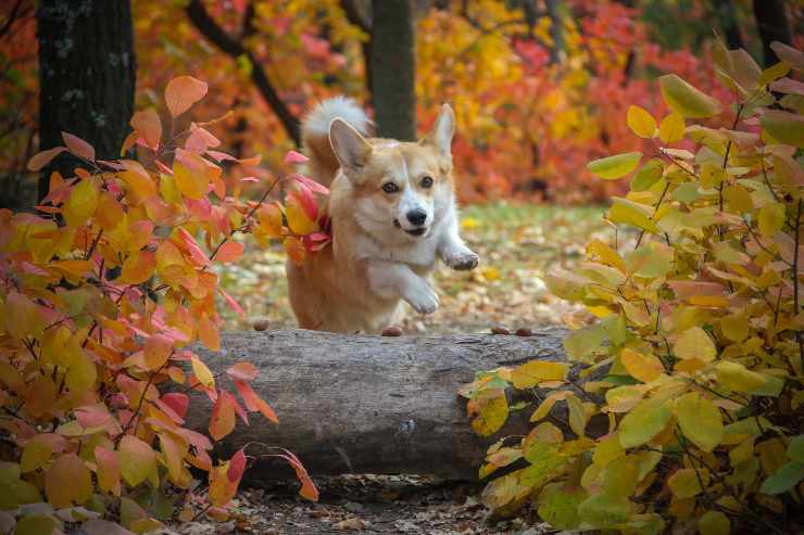 Osteoporosi nel cane