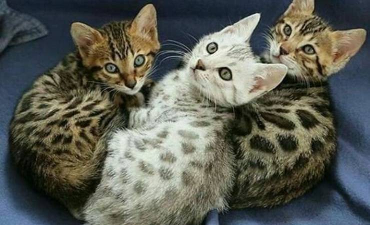cuccioli Bengala