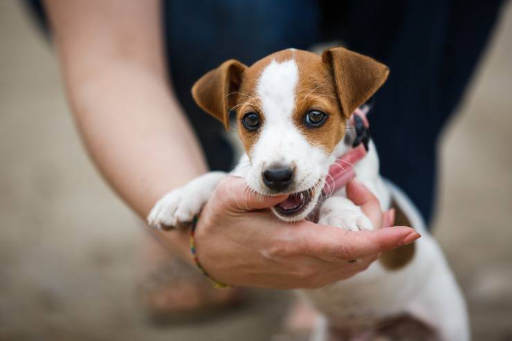 cucciolo morde mano