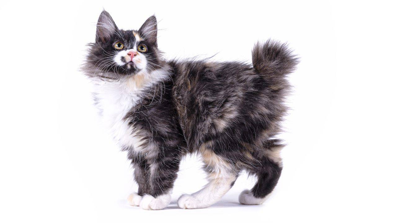 cura american bobtail