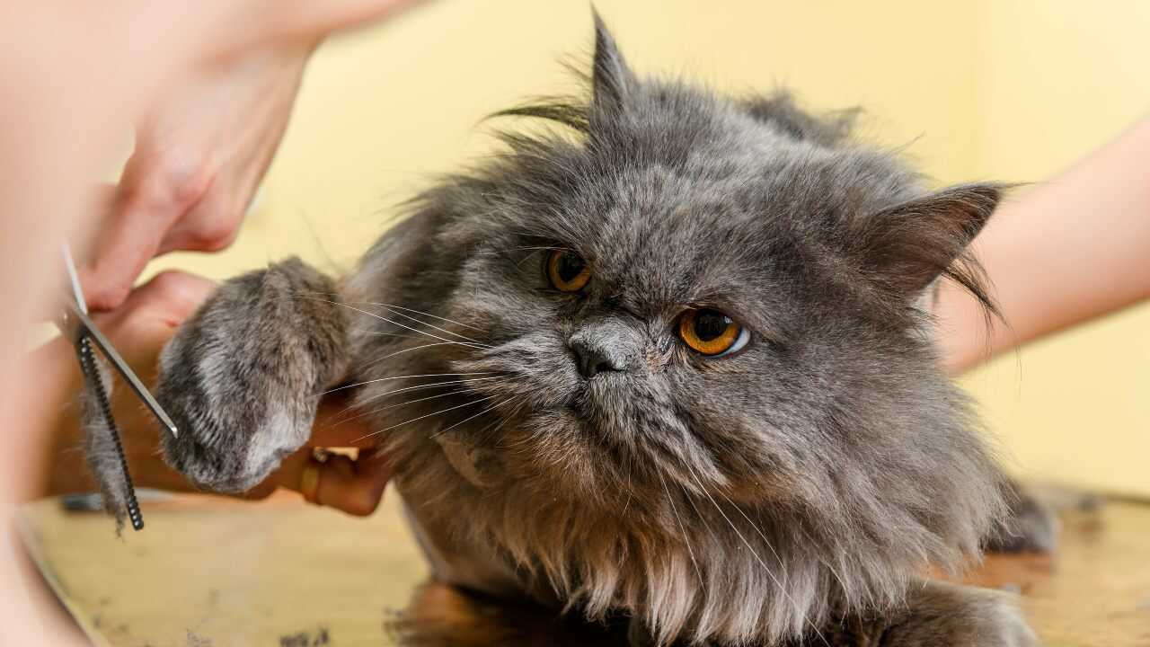 cura british longhair