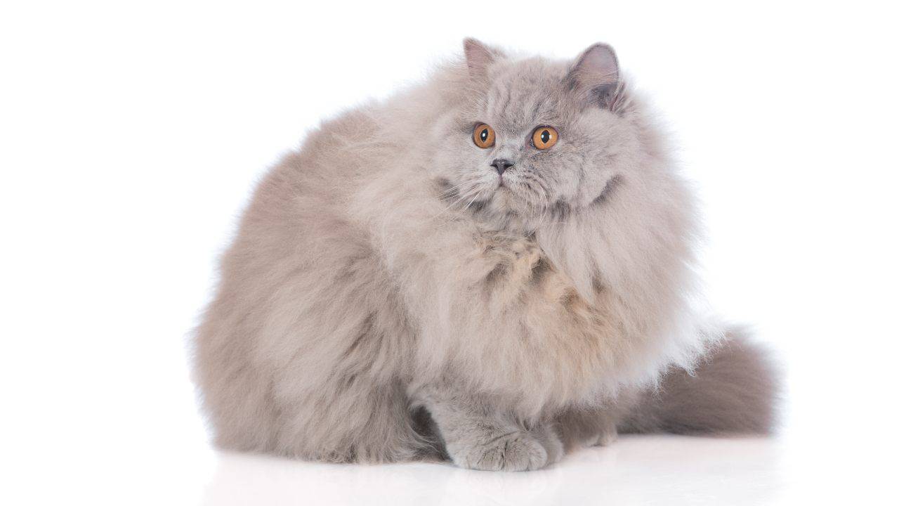 british longhair curiosità