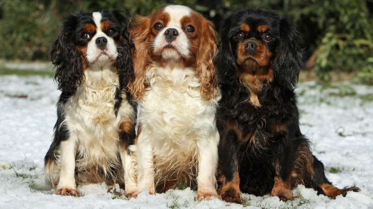 curiosità sul cavalier king