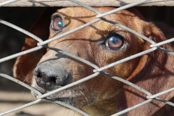 Cane in gabbia (Foto Pixabay)