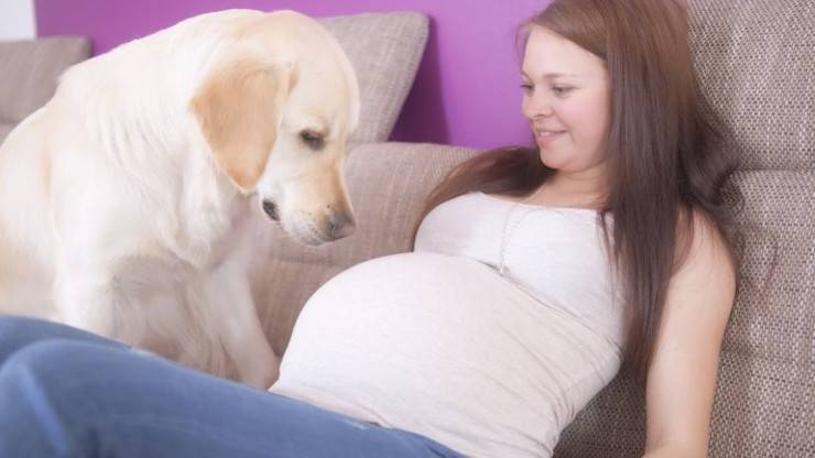 cane annusa pancia stomaco olfatto naso