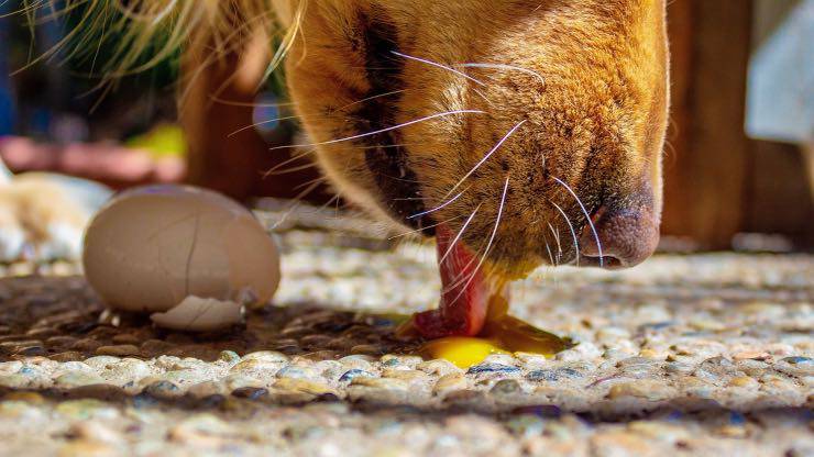 Dieta per cane epilettico Dieta per epilessia cane