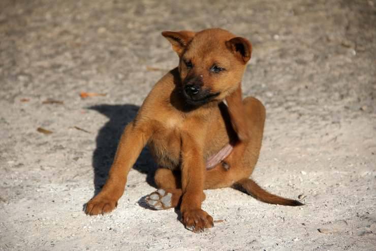 Il cane ha il prurito