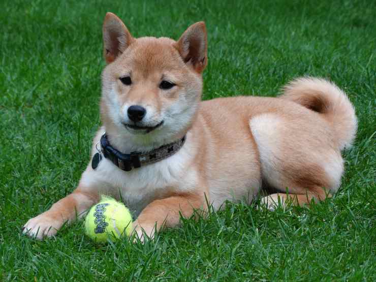 La dolcezza dei cani