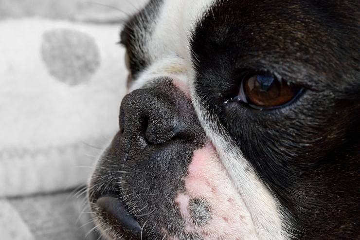 Boston terrier