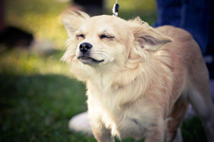 Il cane e il problema del prurito