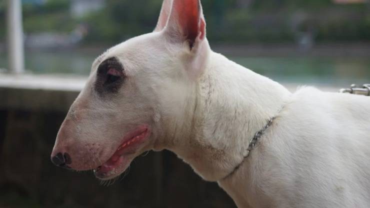 cane bull terrier alimentazione mangiare dieta
