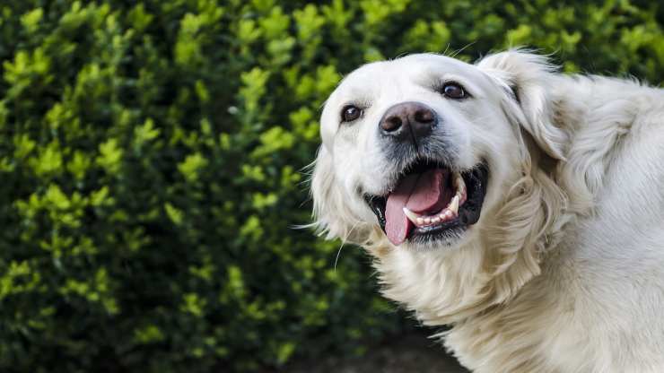 Il cane felice (Foto Pixabay)