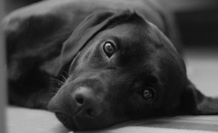 Cane sguardo languido (foto Pixabay)
