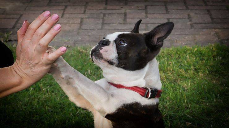 Razze compatibili col Boston Terrier