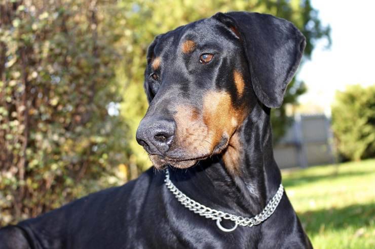 Malattie più comuni del Dobermann Malattie più comuni del Dobermann