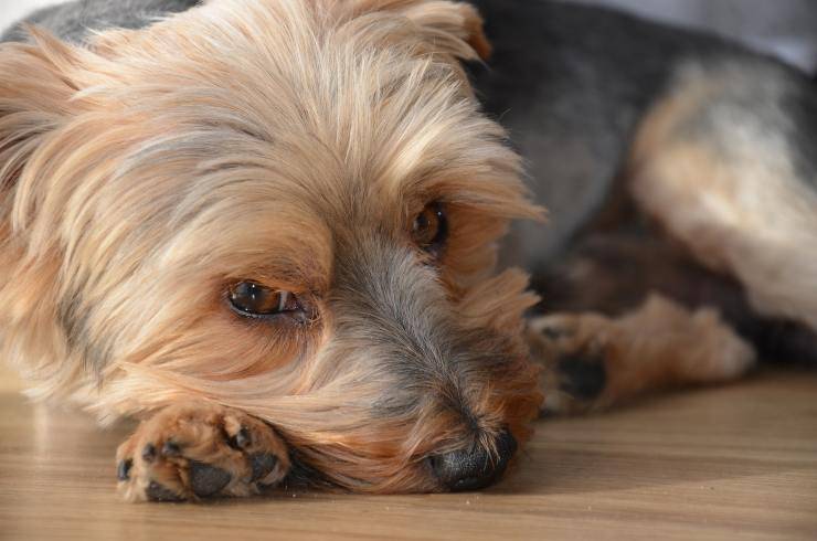I cani con malattie articolari