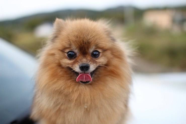 Il pomerania