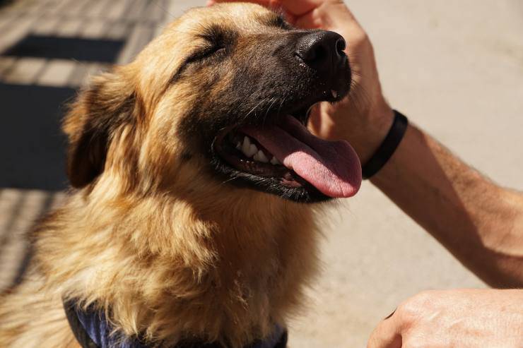 L'allergia inalatoria nel cane L'allergia inalatoria nel cane
