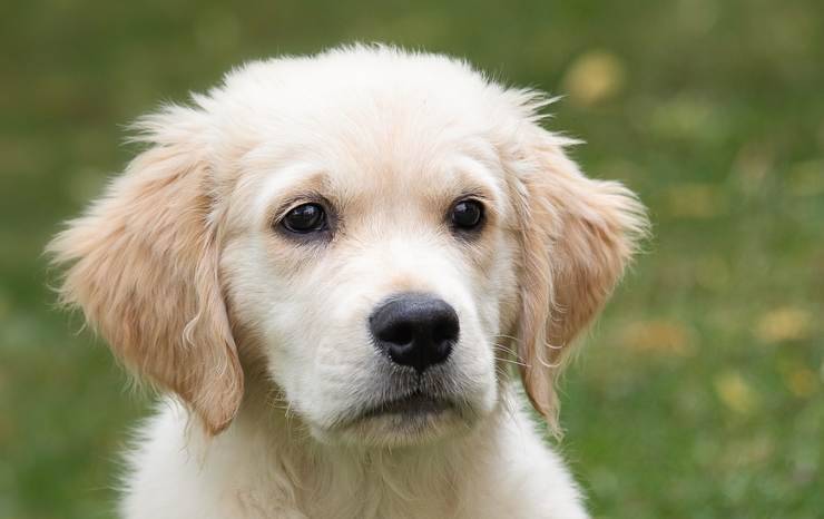 Cucciolo in primo piano (Foto video)