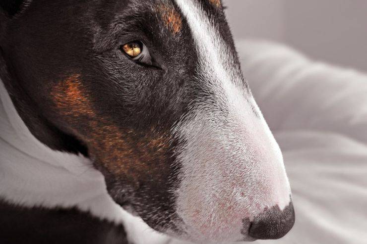 adottare cane bull terrier