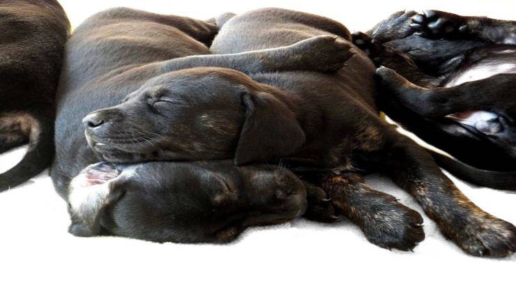 Malattie più comuni del Dobermann Malattie più comuni del Dobermann