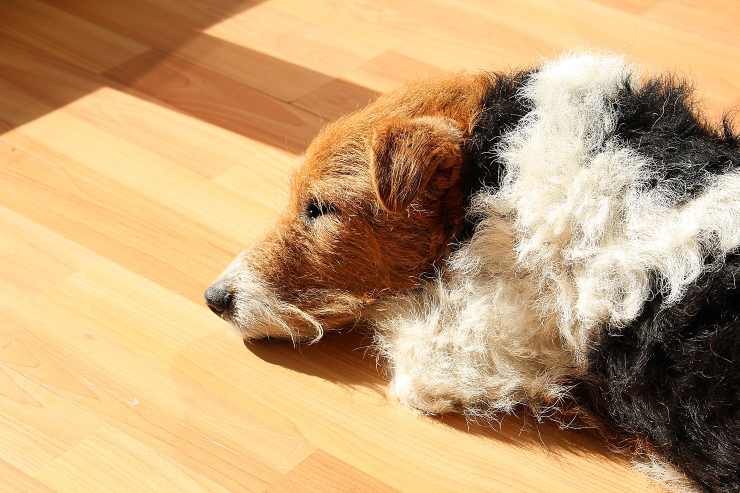 Il cane anziano è stanco