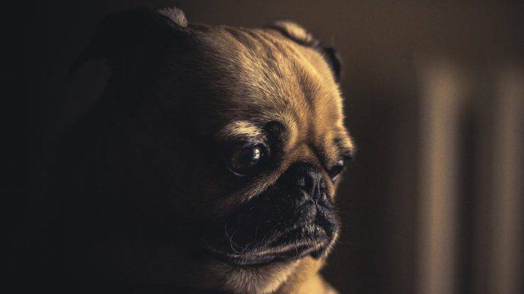 Cagnolino triste (Foto Pixabay)