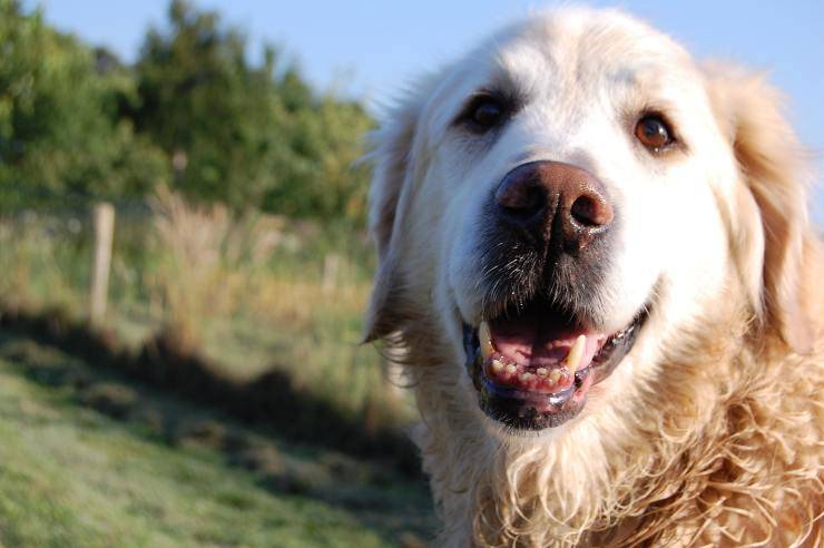 Il cane e la sua allergia