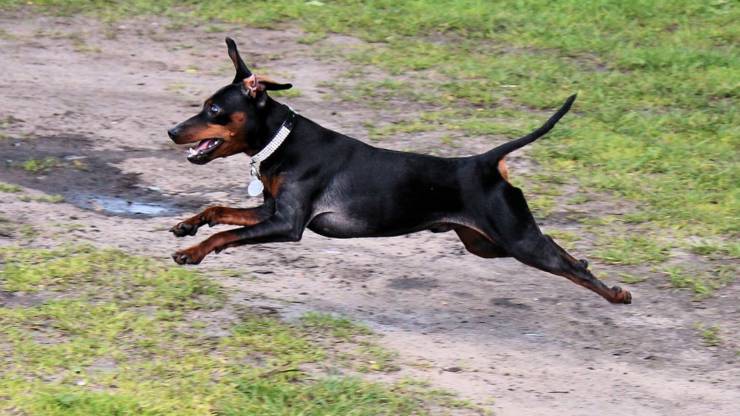 pinscher nano Zwergpinscher curiosità origini storie
